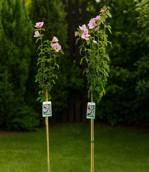 Hibiscus syriacus 'Starburst Chiffon' 1m kmienok